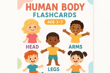 Human Body Flashcards